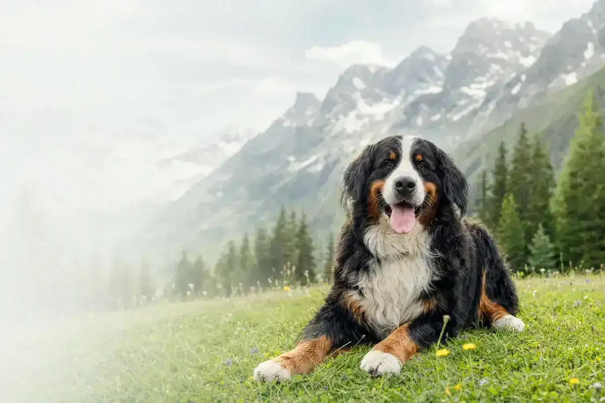 Berner Sennenhund auf einer Alpwiese