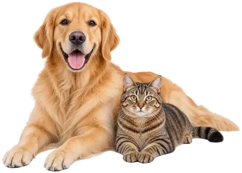 Golden Retriever und Tigerkatze